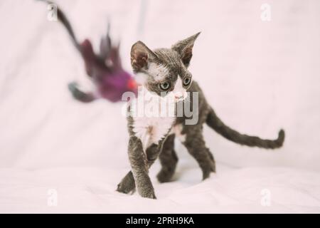 Divertente Curioso Giovane Grigio Devon Rex Kitten Seduto A Casa Divano. Gatto A Pelo Corto Di Razza Inglese. Foto Stock