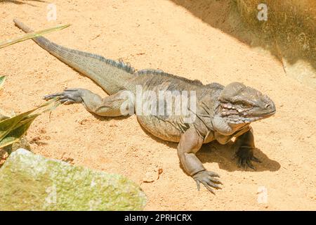 Cammina sul drago Komodo della giungla (Singapore). Luogo di tiro: Singapore Foto Stock