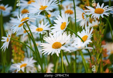 Daisy - Marguerite. Foto del giardino - la bella Daisy - Marguerite. Foto Stock