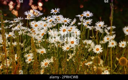 Daisy - Marguerite. Foto del giardino - la bella Daisy - Marguerite. Foto Stock