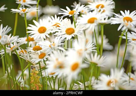 Daisy - Marguerite. Foto del giardino - la bella Daisy - Marguerite. Foto Stock