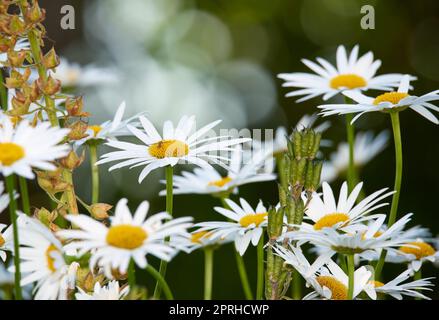 Daisy - Marguerite. Foto del giardino - la bella Daisy - Marguerite. Foto Stock