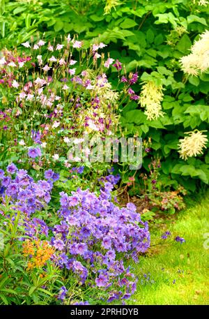 Meadow Geranium - anche Geranium pratense - Johnsons Blue. Meadow Cranesbill è il suo nome più comune, anche se altri nomi includono Meadow Cranes-Bill e Meadow Geranium. Foto Stock