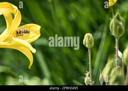 Nettare di raccolta delle api da miele in volo su un giglio giallo. Insetto occupato. Foto Stock