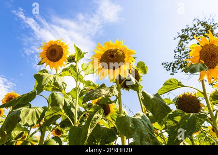 Girasoli nel giardino contro il cielo blu Foto Stock