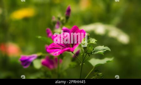 Fiore rosso con bellissimi petali raffigurati individualmente su un prato fiorito. Foto Stock