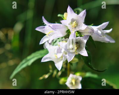 primo piano di una fioritura di un bel fiore. single shot dettagliato Foto Stock