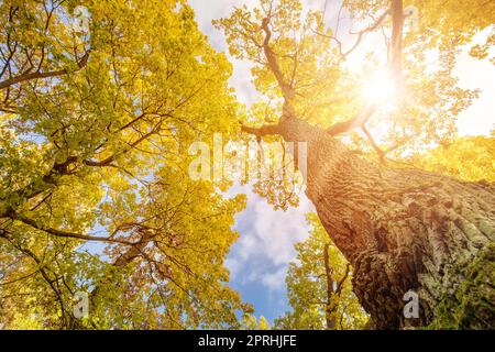 Guardando in alto sull'albero autunnale nel parco naturale. Foto Stock