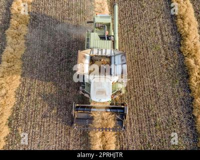 Mietitrebbie falciatrici di colza sul campo.complesso agro-industriale.la mietitrebbiatrice taglia la colza.la macchina rimuove la colza.mietitura di colture di grano.mietitura in ranch e terreni agricoli Foto Stock