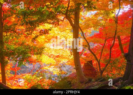 Foglie autunnali del paradiso Koishikawa Foto Stock