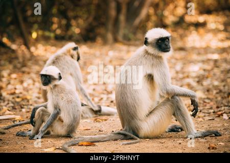 Goa, India. Scimmia di Langur grigia seduta su Forest Ground Foto Stock