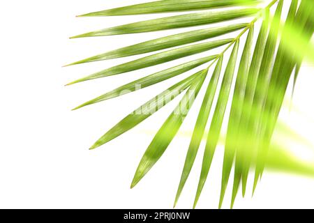 natura tropicale verde foglia di palma isolato pattern sfondo con albero sfocato Foto Stock