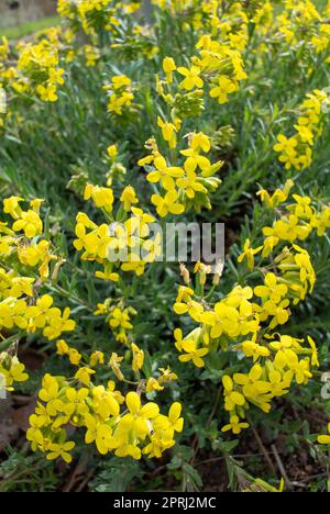 I fiori gialli di Alyssoides Foto Stock