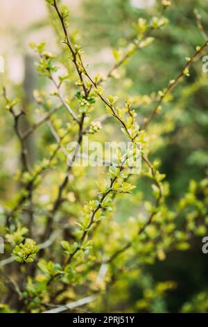 Giovane foglia verde di primavera foglie di Quince che cresce in ramo di foresta Bush pianta albero. Giovane foglia di Cydonia oblonga Foto Stock