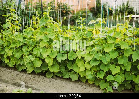 Letto con cetrioli in Giardino vegetale il giorno d'estate Foto Stock