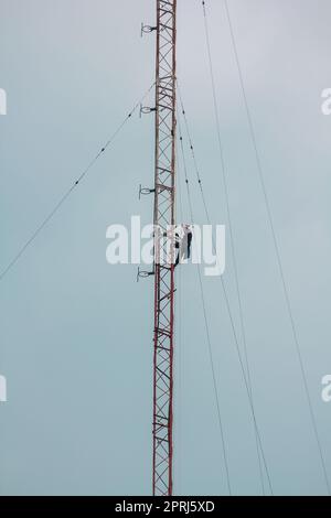 Gli uomini stanno salendo sull'antenna. Per installare il dispositivo Foto Stock