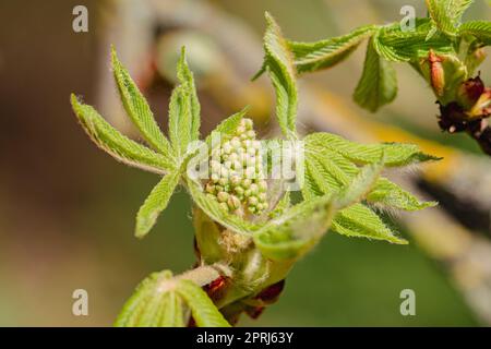 Germogli di castagno e nuove foglie verdi nel mese di aprile, primo piano Foto Stock