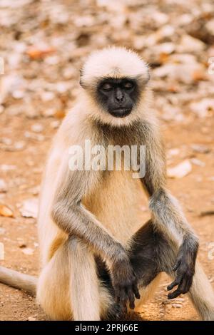 Goa, India. Scimmia langur grigia seduto a terra. Scimmia ad occhi chiusi. Rilassati seduti Foto Stock