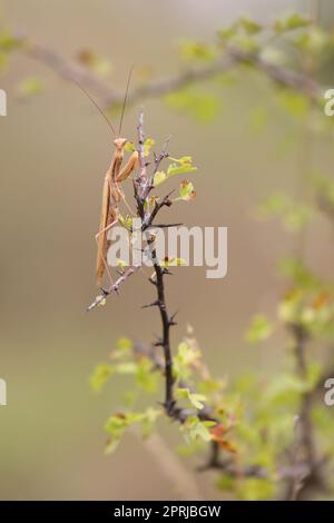 Insetto predatorio mantis europeo - Mantis religiosa - su un ramo di cespuglio, ritratto in primo piano in habitat naturale Foto Stock