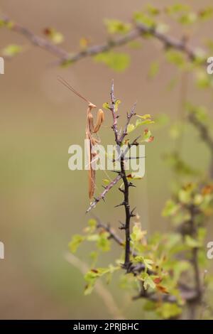 Insetto predatorio mantis europeo - Mantis religiosa - su un ramo di cespuglio, ritratto in primo piano in habitat naturale Foto Stock