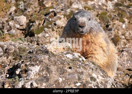 Ritratto della marmota alpina - Marmota marmota - con fondo in pietra Foto Stock