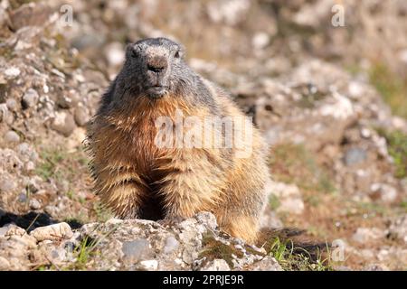 Ritratto della marmota alpina - Marmota marmota - con fondo in pietra Foto Stock