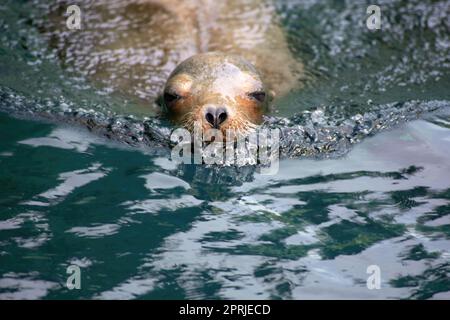 Ritratto di una comune foca nuoto in acqua verde blu con spazio copia Foto Stock