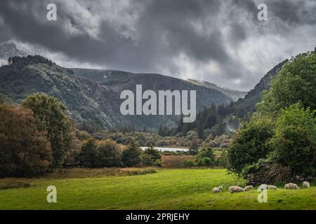 Gregge di pecore che pascolano sul campo verde di Glendalough con foresta autunnale, montagne e lago con il cielo tempesta drammatica sullo sfondo, Wicklow, Irlanda Foto Stock