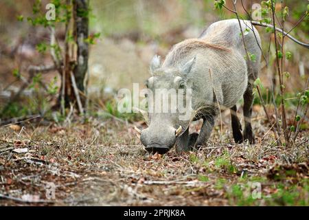 Il warthog comune. Un warthog nel suo habitat naturale, Sudafrica. Foto Stock