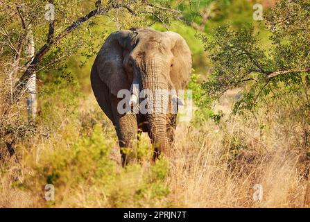 HES un gigante gentile. Foto a tutta lunghezza di un elefante nel suo habitat naturale. Foto Stock