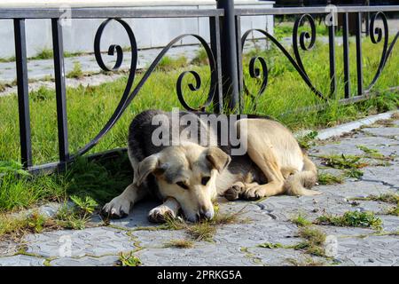 Un grande cane randagio si trova sulle lastre di pavimentazione nel mezzo della piazza della città Foto Stock