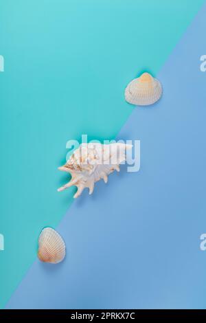 Tre conchiglie decorative su un doppio sfondo blu. Poster. Stile minimalista Foto Stock