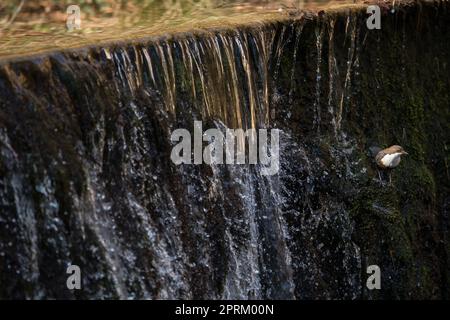 Il concetto di acqua - acqua di un fiume che scorre con riflettente la luce della sua superficie - esposizione veloce shot Foto Stock