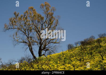 Gomma blu meridionale Eucalyptus globulus e Azzorre ranunculus cortusifolius in fiore. Cueva Grande. Gran Canaria. Isole Canarie. Spagna. Foto Stock