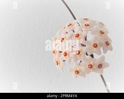 Fiore di Hoya carnosa sulla vite. Le fioriture sono rosa chiaro e a forma di stella, e il nettare gocciola dalla corolla. Isolato su sfondo bianco. Foto Stock