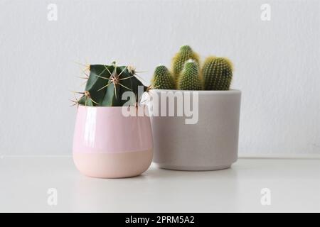 Due cactus in pentole di ceramica. Piante da casa verdi e piccanti, isolate su sfondo bianco. Orientamento orizzontale. Spazio negativo per il testo. Foto Stock