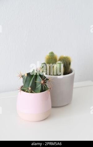 Due cactus in pentole di ceramica. Piante da casa verdi e piccanti, isolate su sfondo bianco. Orientamento verticale. Spazio negativo per il testo. Foto Stock