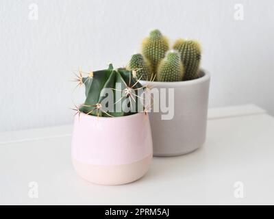 Due cactus in pentole di ceramica. Piante da casa verdi e piccanti, isolate su sfondo bianco. Orientamento orizzontale. Spazio negativo per il testo. Foto Stock