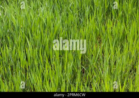 Chiudere fino superficie di erba verde su un prato su una soleggiata giornata estiva Foto Stock