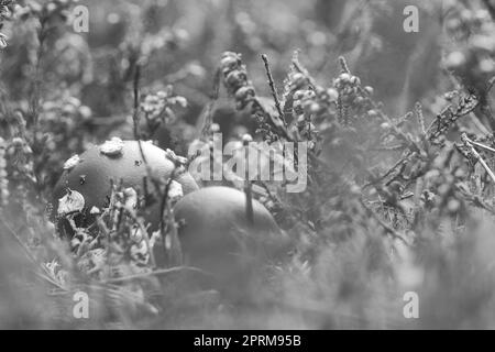 Sgabello in bianco nero in un campo di erica nella foresta. Fungo velenoso. Tappo rosso con macchie bianche. Primo piano dalla natura nella foresta Foto Stock