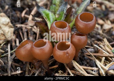 Fungo non commestibile Dumontinia tuberosa negli aghi. Conosciuta come Anemone Cup. Mazzo di piccoli funghi selvatici castani nella foresta di abeti. Foto Stock