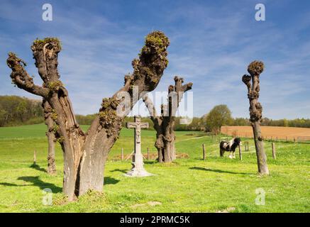 Un cavallo in piedi accanto a una croce lungo la strada e alcuni alberi arditi vicino al castello di Terborgh nel villaggio olandese Schinnen Foto Stock