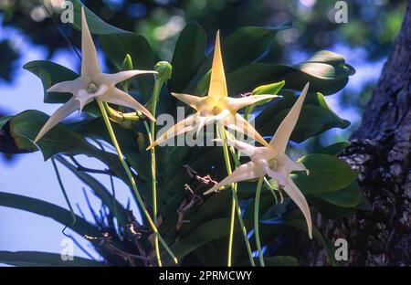 Darwin (orchidee Angrecum sesquipedale), Ile aux Nattes, Madagascar, Africa Foto Stock