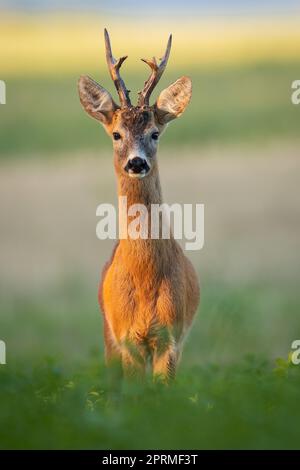 Capriolo con grandi corna in piedi sul campo dalla vista frontale Foto Stock