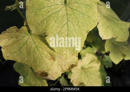 Scottature sulle foglie. foglie di cetriolo verde con ustioni. il sole brucia le foglie. Le piante muoiono a causa del calore Foto Stock