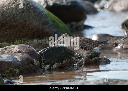 Whimbrel eurasiatico Numenius phaeopus. Foto Stock