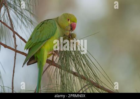 Un pappagallo con anelli di rosa che mangia semi di frutti di sega-quercia costiera. Foto Stock