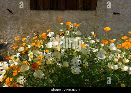 Papaveri californiani misti bianchi e arancioni ai margini della casa in una giornata di sole Foto Stock