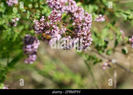 Nettare di raccolta delle api da miele su un fiore del cespuglio delle farfalle. Insetti occupati Foto Stock