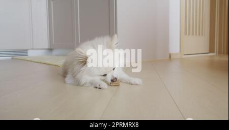 Trattamento da masticare per cani Pomeraniani per denti puliti e gengive sane Foto Stock